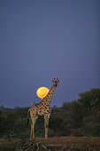 South African giraffe or Cape giraffe (Giraffa giraffa) or camelopardalis giraffa) at moonset. Mashatu, Northern Tuli Game Reserve. Botswana