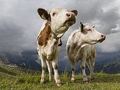 Cows on alpine pasture. Dolomites at Passo Giau. Europe, Central Europe, Italy