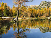 Lago San Pellegrino (Lech de San Pelegrin) during fall at Passo San Pellegrino in the Dolomites. Europe, Central Europe, Italy