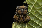 Bird-dropping Crab Spider (Phrynarachne rugosa), Analamazaotra, Alaotra-Mangoro, Madagascar