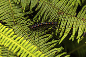 Long-legged Centipede (Thereuopoda sp) in situ, Analamazaotra Madagascar