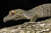 Large Mossy leaf-tail gecko (Uroplatus sameiti), Vohimana, Alaotra-Mangoro, Madagascar
