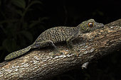 Large Mossy leaf-tail gecko (Uroplatus sameiti), Vohimana, Alaotra-Mangoro, Madagascar
