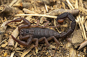 Scorpion (Grosphus teruelius madagascariensis), Vohimana, Alaotra-Mangoro, Madagascar