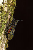 Malagasy lanternfly (Belbina madagascariensis) in situ, Ampitabe Lake, Pangalanes Channel, Atsinanana, Madagascar
