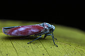 Leafhopper (Amplimada quadrigatula) in situ, Mitsinjo, Madagascar