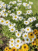 Shasta Daisy 'Crazy Daisy', Leucanthemum superbum 'Crazy Daisy' and Black-eyed Susan 'Marmelade', Rudbeckia hirta 'Marmelade', flowers