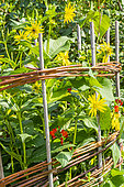 Wicker staking of Thin-leaved Sunflower 'Golden Ball', Helianthus decapetalus, 'Golden Ball' flowers