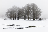 Snowy Landscape, winter landscape with trees and a creek, Campania, Italy