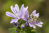 Abeille à miel (Apis mellifera) couverte de pollen, pollinisateur sur Mauve (Malva sp), Pagny-sur-meuse, Lorraine, France