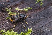 Asian predatory Hornet (Vespa velutina), wintering queen, Bouxières aux dames, Lorraine, France