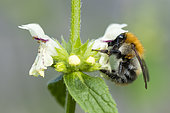Brown bumblebee (Bombus pascuorum) on lamiaceae, Bouxières-aux-dames, Lorraine, France