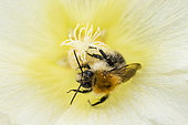 Tree Bumblebee (Bombus hypnorum) pollinating a hollyhock (Alcea rosea) flower, Jardin des plantes de Paris, France