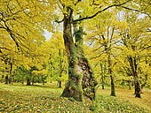 Forest of sycamore maple (Acer pseudoplatanus), in autumnal discolouration, Canton Glarus, Switzerland, Europe