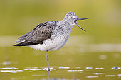 Greenshank (Tringa nebularia), side view of an adult standing in a swamp with opened bill, Campania, Italy