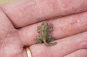 Yellow-bellied toad (Bombina variegata) handing, 4-legged stage, end of metamorphosis, pond in a motocross quarry, Villey-Saint-Etienne, Lorraine, France