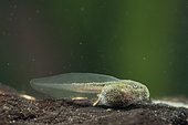 Yellow-bellied toad (Bombina variegata) tadpole, pond in a motocross quarry, Villey-Saint-Etienne, Lorraine, France
