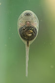 Yellow-bellied toad (Bombina variegata) tadpole, pond in a motocross quarry, Villey-Saint-Etienne, Lorraine, France