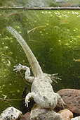 Yellow-bellied toad (Bombina variegata) tadpole at the end of its metamorphosis in a pond, France