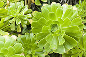 The tree aeonium or tree houseleek (Aeonium arboreum), Liguria, Italy
