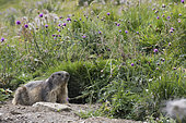 Sub adult of alpine marmot (Marmota marmota) outside of burrow observing a surrounding environment, Gran Paradiso national park, Piedmont, Italy