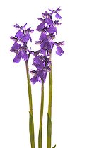 Green-winged orchid (Anacamptis morio) on the white background, Piedmont, Italy