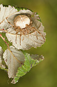Femmale of European garden Spider or Cross spider (Araneus diadematus) under of the brumble sheet, Liguria, Italy