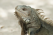 Portrait of an adult green iguana (Iguana iguana), Aruba, Netherlands