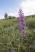 Marsh fragrant orchid (Gymnadenia conopsea) growing in habitat, Liguria, Italy