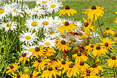 Shasta Daisy 'Crazy Daisy', Leucanthemum superbum 'Crazy Daisy' and Black-eyed Susan 'Marmelade', Rudbeckia hirta 'Marmelade', flowers