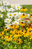 Shasta Daisy 'Crazy Daisy', Leucanthemum superbum 'Crazy Daisy' and Black-eyed Susan 'Marmelade', Rudbeckia hirta 'Marmelade', flowers
