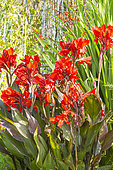 Canna Cannova 'Bronze Scarlet' F1, Canna generalis Cannova 'Bronze Scarlet' F1, flowers