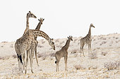 Southern Giraffe (Giraffa camelopardalis giraffa) family, Etosha National Park, Namibia