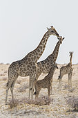 Southern Giraffe (Giraffa camelopardalis giraffa) family, Etosha National Park, Namibia