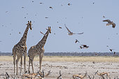 Southern Giraffe (Giraffa camelopardalis giraffa) with Springbok (Antidorcas marsupialis) and doves in flight, Etosha National Park, Namibia