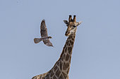 Southern Giraffe (Giraffa camelopardalis giraffa) looking a Lanner Falcon (Falco biarmicus) in flight, Etosha National Park, Namibia