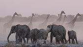 Southern Giraffe (Giraffa camelopardalis giraffa) at the waterhole waiting the departure of the elephants (Loxodonta africana), Etosha National Park, Namibia