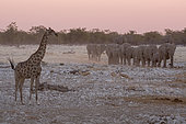 Southern Giraffe (Giraffa camelopardalis giraffa) and African Elephants (Loxodonta africana) at sunset, Etosha National Park, Namibia