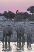 Southern Giraffe (Giraffa camelopardalis giraffa) at the waterhole waiting the departure of the elephants (Loxodonta africana), Etosha National Park, Namibia
