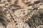 Southern Giraffe (Giraffa camelopardalis giraffa), Kgalagadi Transfrontier Park Reserve, on the border with South Africa