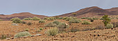 Southern Giraffe (Giraffa camelopardalis giraffa) in rocky landscape, Palmwag Reserve, Namibia
