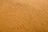 Traces of Coleoptera insects in the sand, Sossusvlei, Namib-Naukluft, Namibia