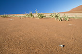 White desert beetle in its natural environment, Sossusvlei dunes, Namib Desert, Namibia