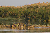 Nile Crocodile (Crocodylus niloticus) in its natural environment, Okavango Delta, Botswana