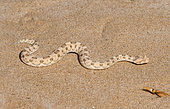 Desert Horned Viper (Cerastes cerastes) in Namib desert, Namibia
