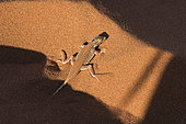 Reticulate sand lizard (Meroles reticulatus) on sand, Sossusvlei Reserve, Namib Desert, Namib-Naukluft National Park, Namibia
