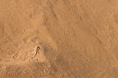 Reticulate sand lizard (Meroles reticulatus) on sand, Sossusvlei Reserve, Namib Desert, Namib-Naukluft National Park, Namibia