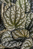Peperomia 'Burbella'