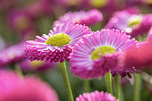 Daisy (Bellis perennis) 'Galaxy Rose'