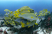 Sweetlips (Plectorhinchus) school of Sweetlips at a depth of 40 meters at the bottom of a drop off, Raja-Ampat, Indonesia